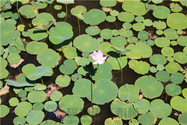“荷風送香氣，竹露滴清響”洛陽隆中重工2019年度員工旅游活動--登封大熊山仙人谷一日游